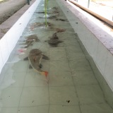 The recovery pool, with only 10kg and above fish.